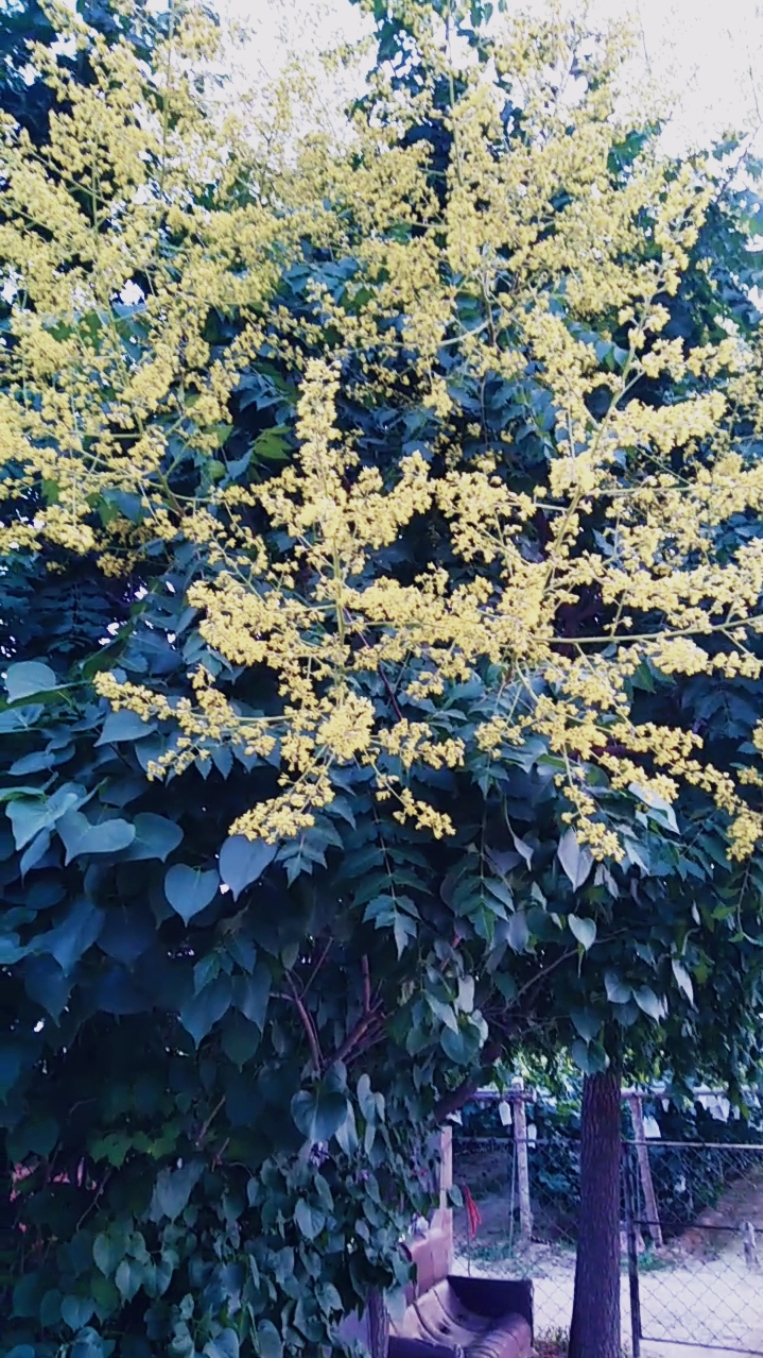 黄花槐树,靓丽风采