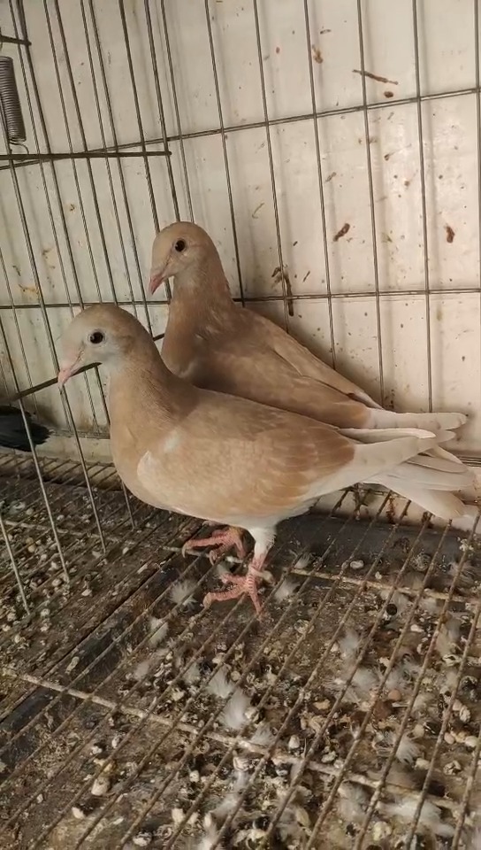 如何养好黄金甲小信鸽呢!接下来我们聊聊黄金甲信鸽