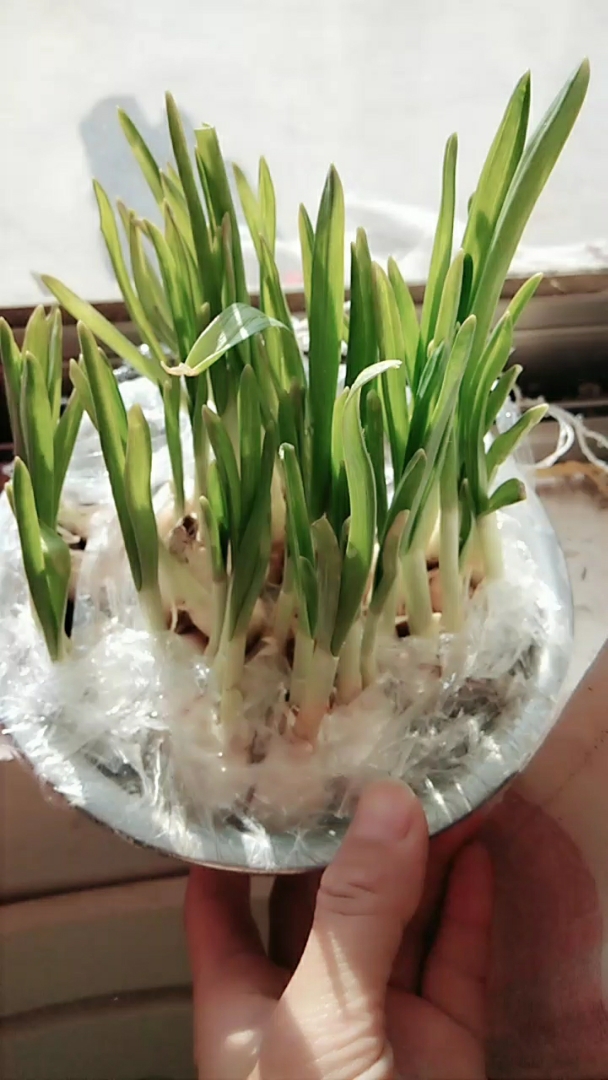 在过几天能吃蒜黄呀!都等不及了,快加油长呀!