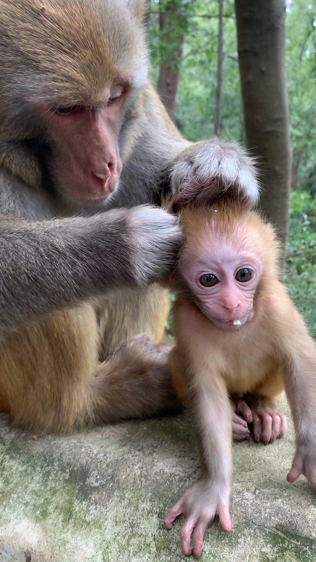 保护野生动物#猴爸爸给宝宝抓虱子.
