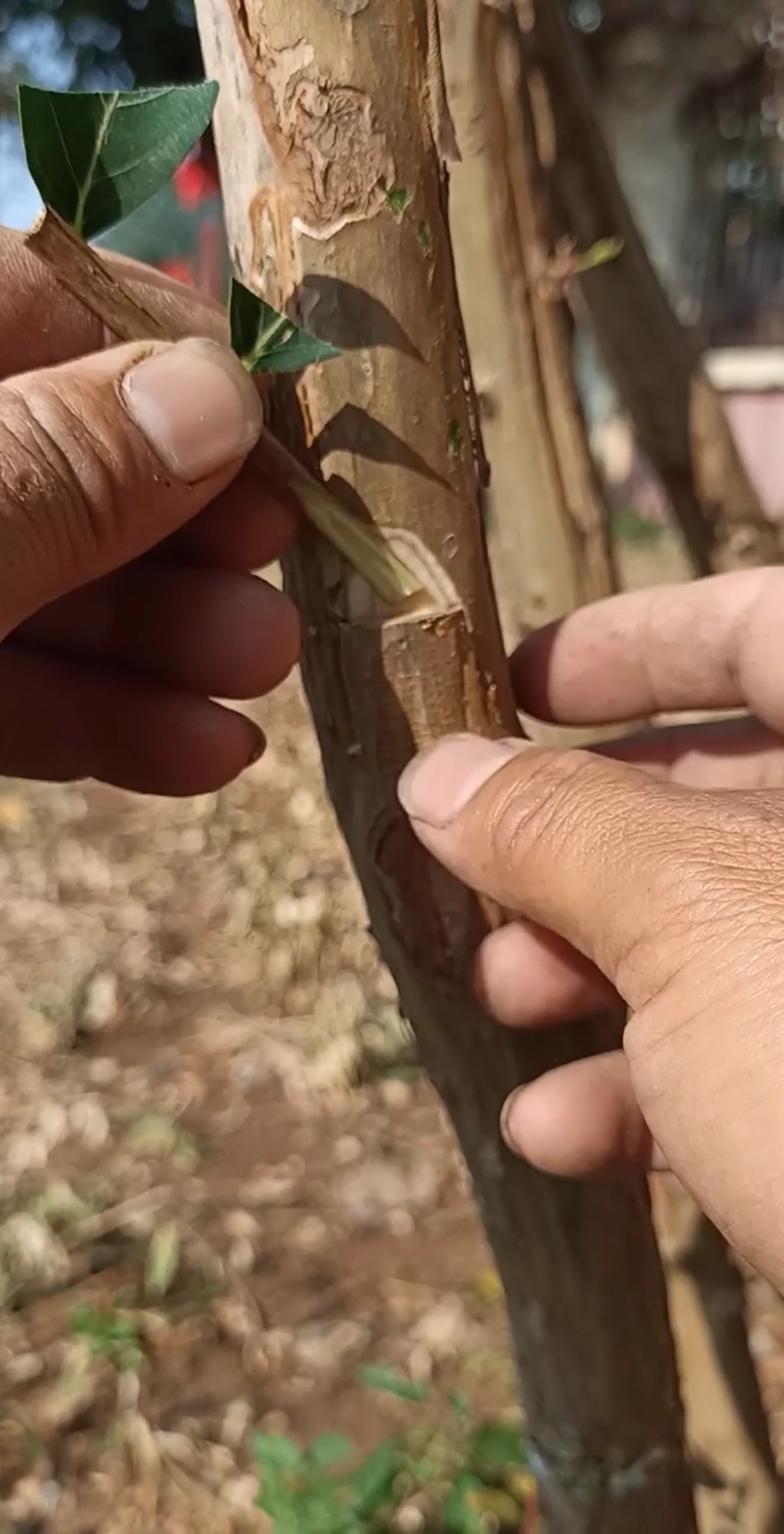 最潮劳动者#嫁接百日红改良优良品种