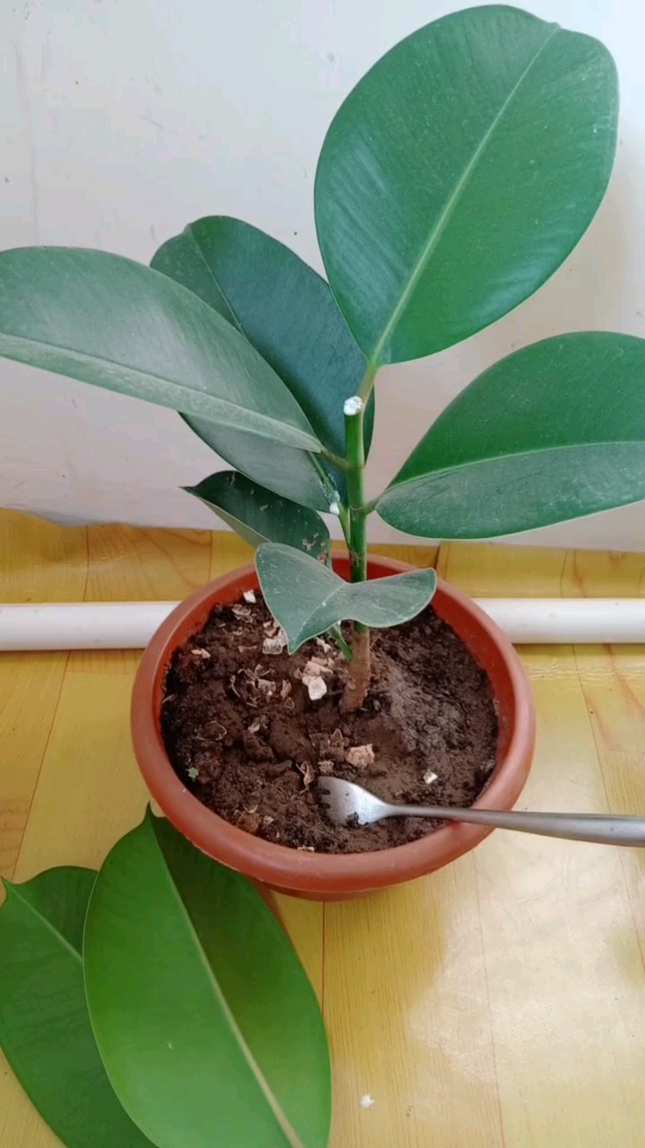 花友们来分享一个橡皮树打顶的方法