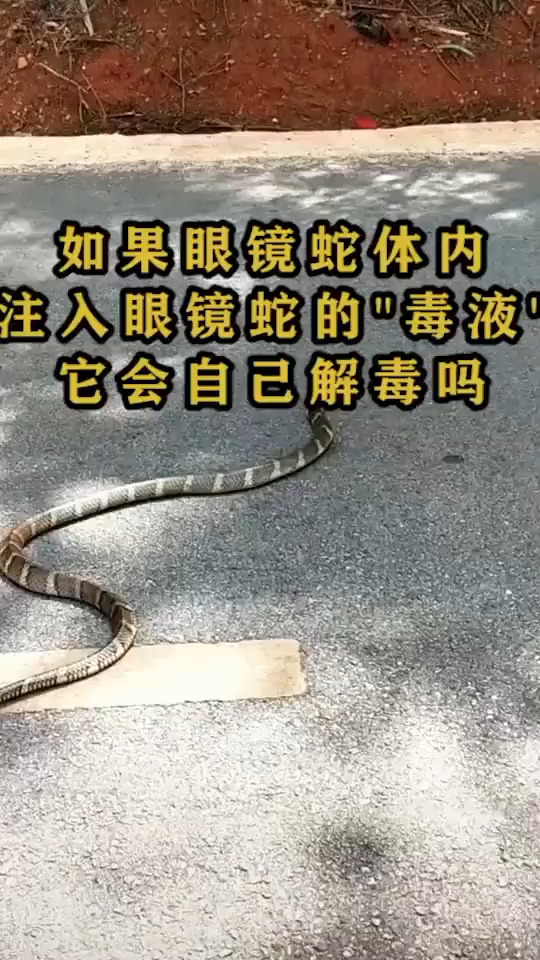 毒液蛇图片