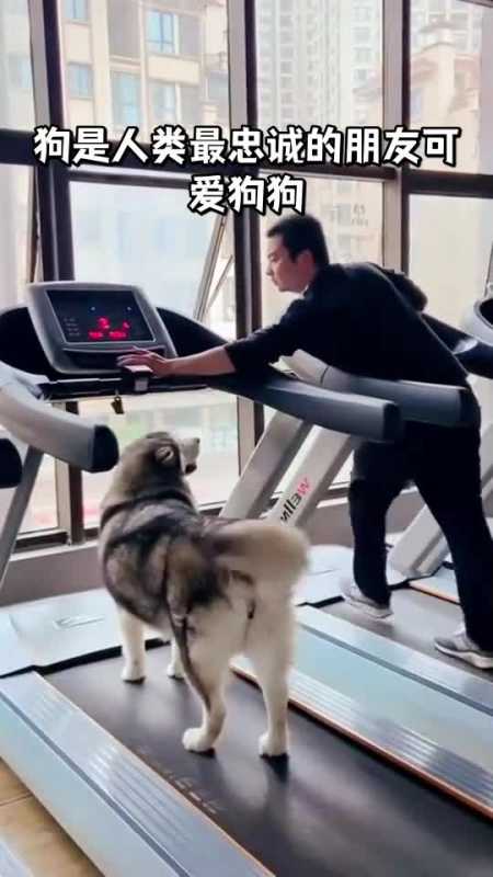 狗是人类最忠诚的朋友可爱狗狗
