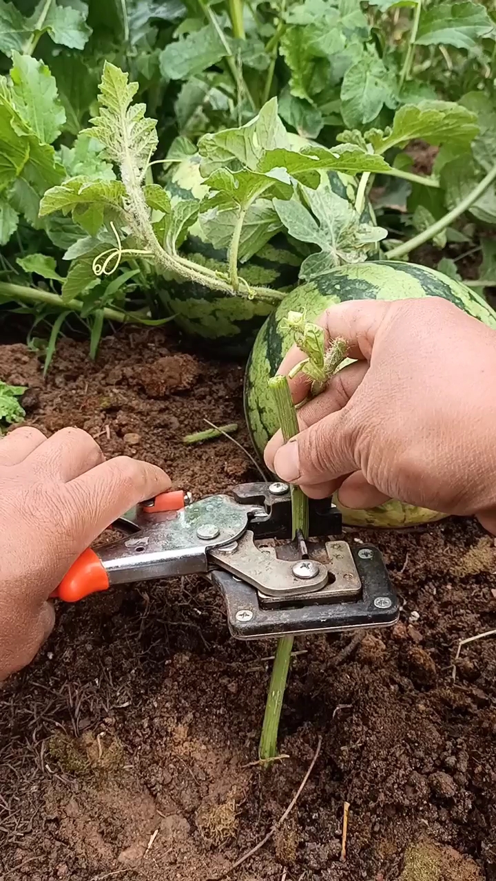 嫁接高手#农业最新嫁接高产量西瓜技术,你看懂了吗?