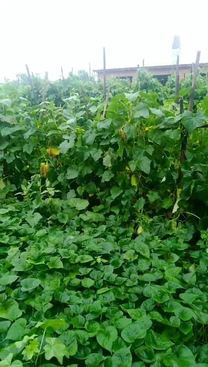 我要上热门#地瓜秧子