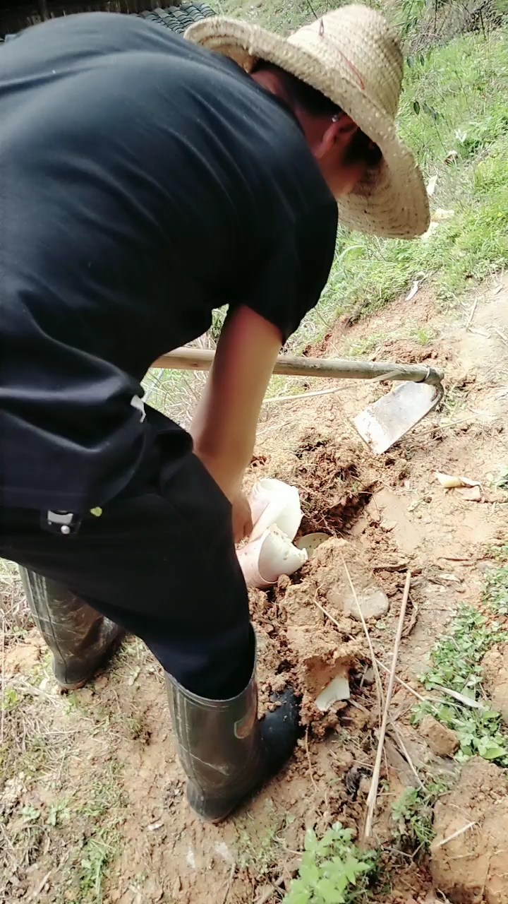 挖笋子