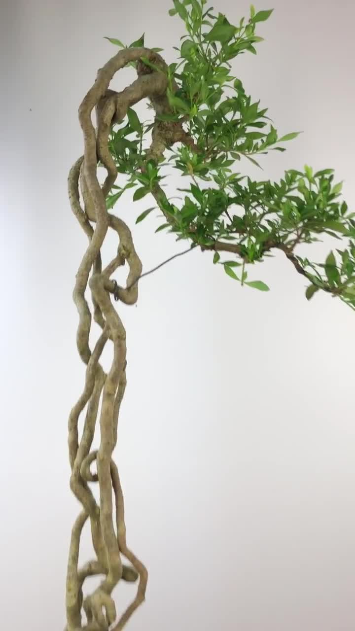 经典超高提根栀子花,含盆110左右,苗培