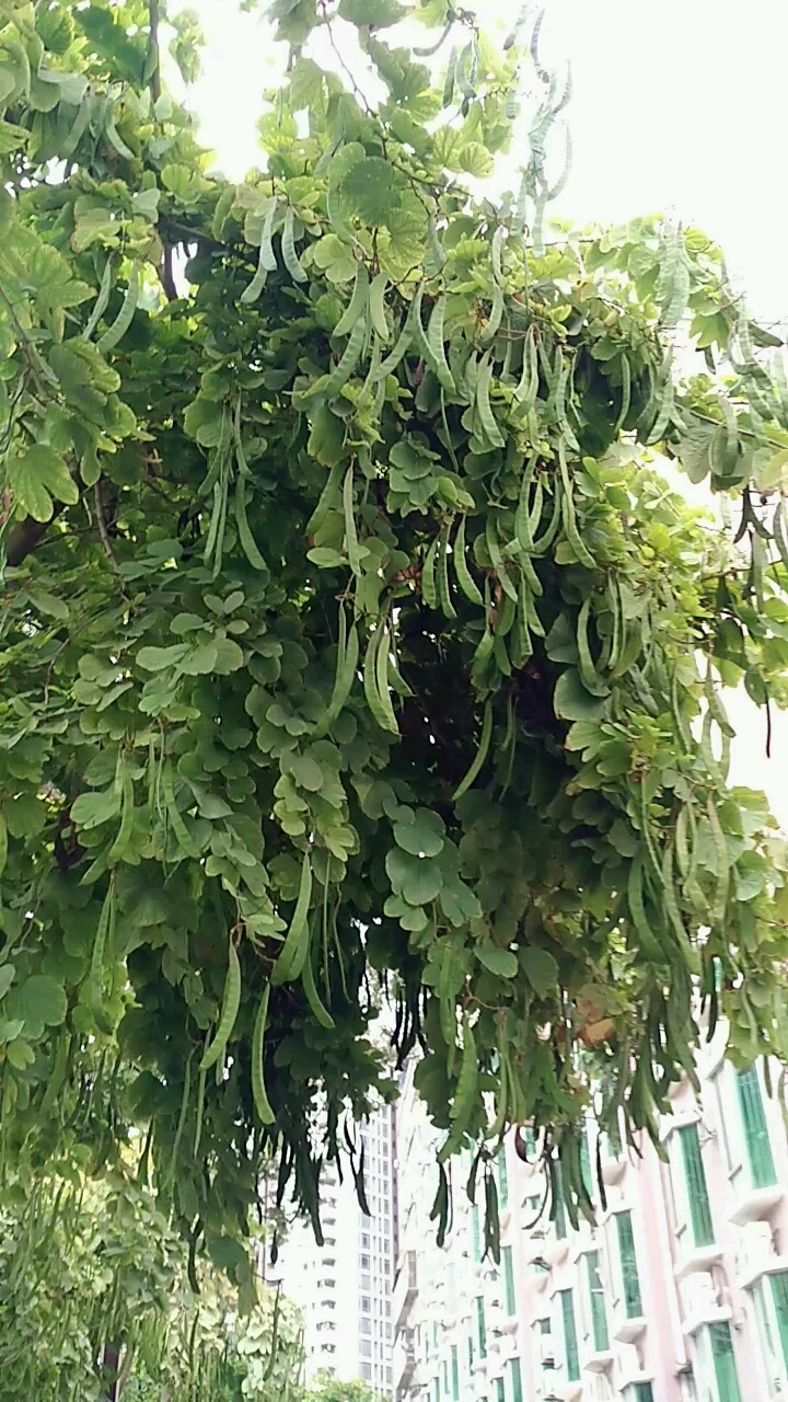 有人知道这是什么树吗,上面长满了像豆角一样的植物