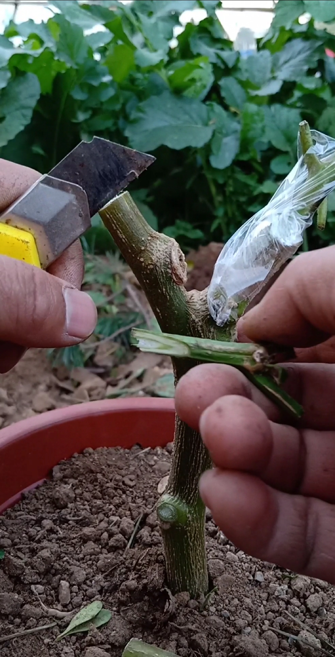 最潮劳动者#嫁接辣椒技术,提高产量无法估计,科学管理