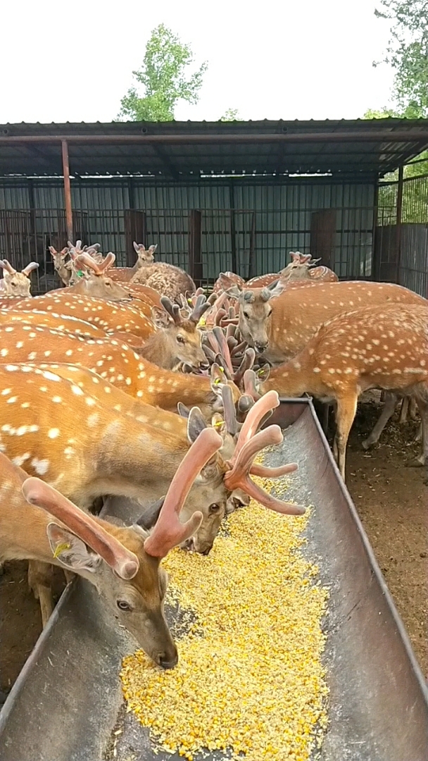 麂子养殖基地图片