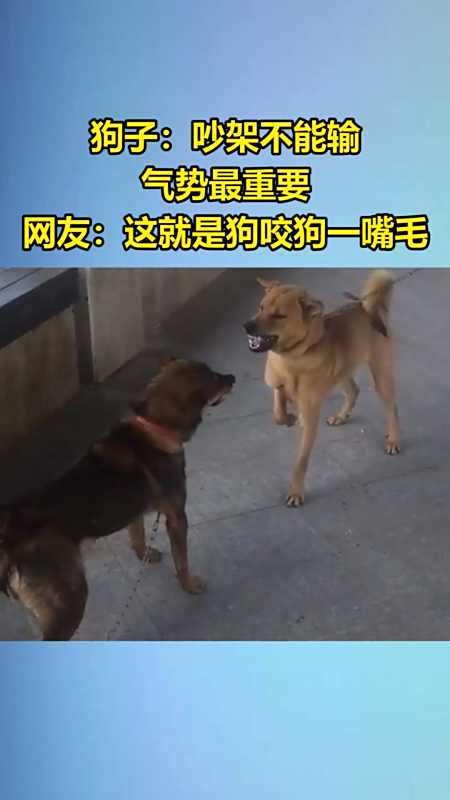 我要上热门#狗子:吵架不能输,气势最重要,网友:这就是狗咬狗一嘴毛?