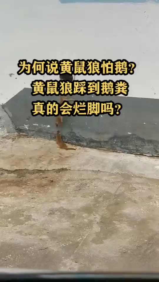 為何說黃鼠狼怕鵝?黃鼠狼踩到鵝糞真的會爛腳嗎?