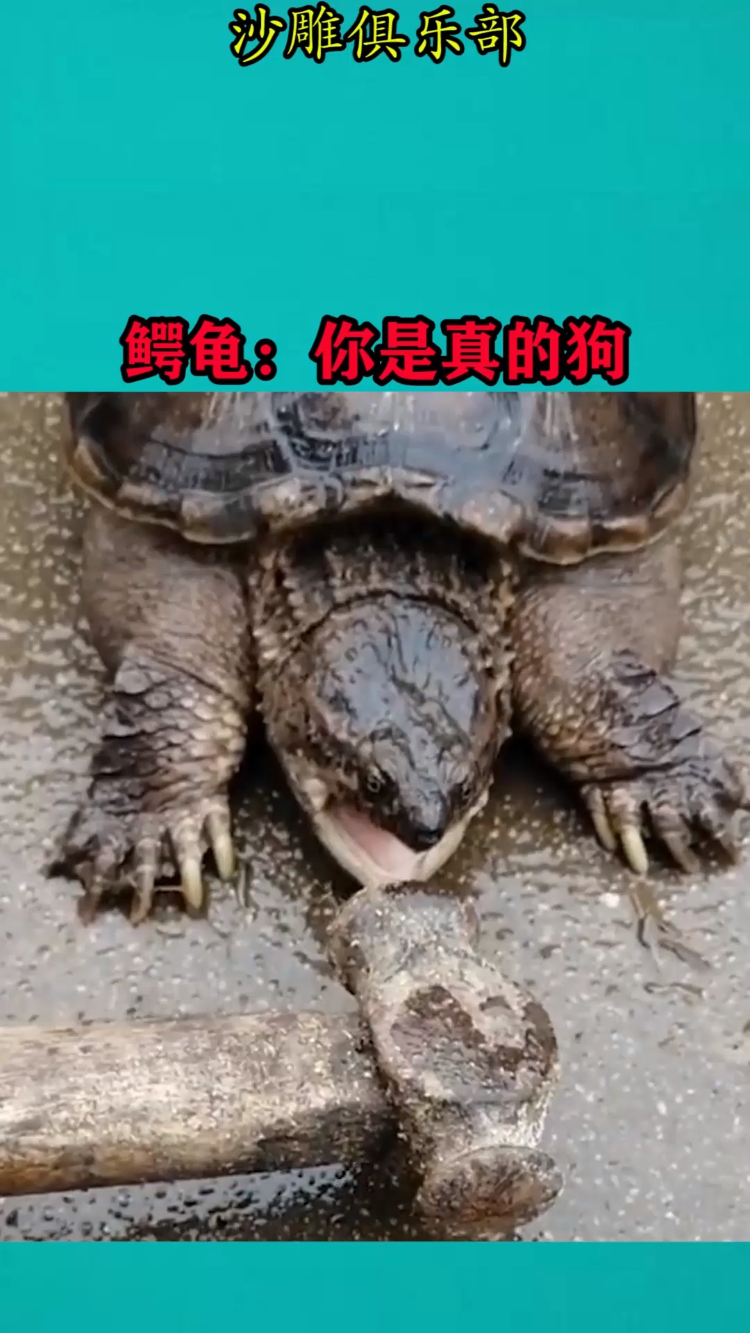 我要上热门#鳄龟:我可能不是人,但你是真的狗