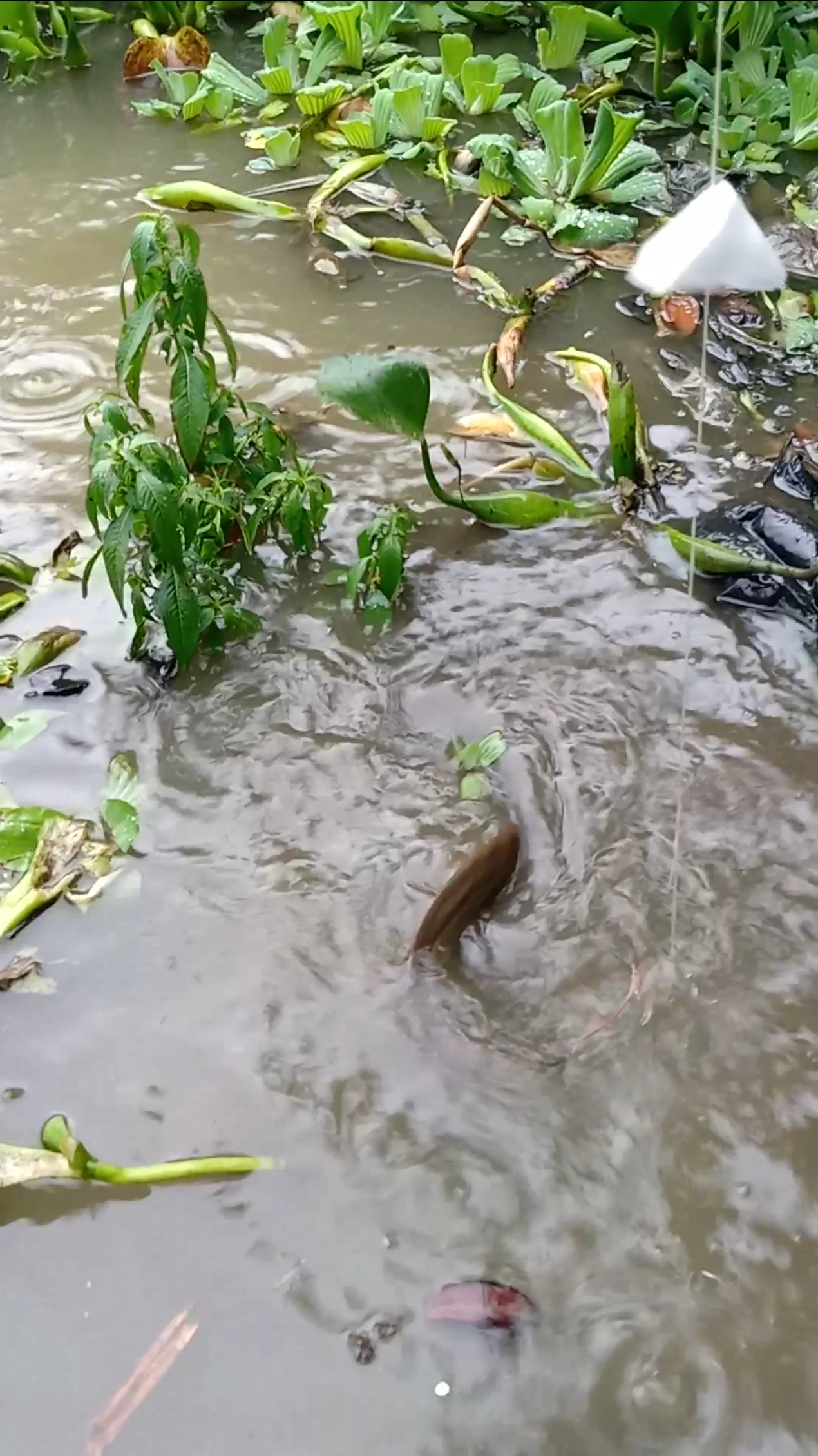 下雨天气鱼好大啊