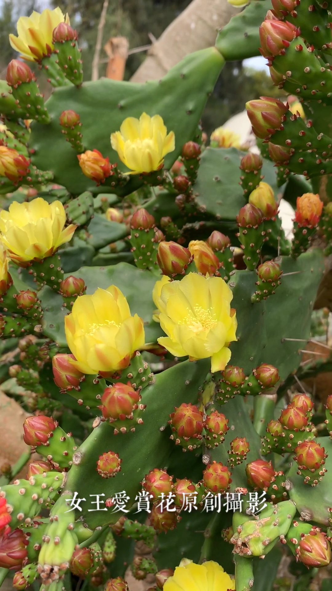 仙人掌花苞像什么图片