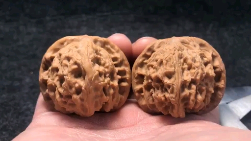 野生老款平顶狮子头 那么就叫老 平 顶 吧 好的