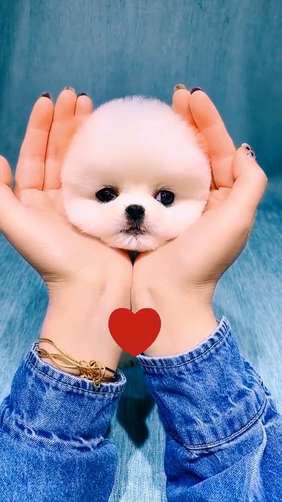 可爱的小萌狗,看看就爱上了