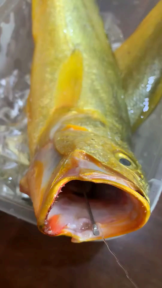 第一次见到天然的黄瓜鱼,原来长这样!大金条