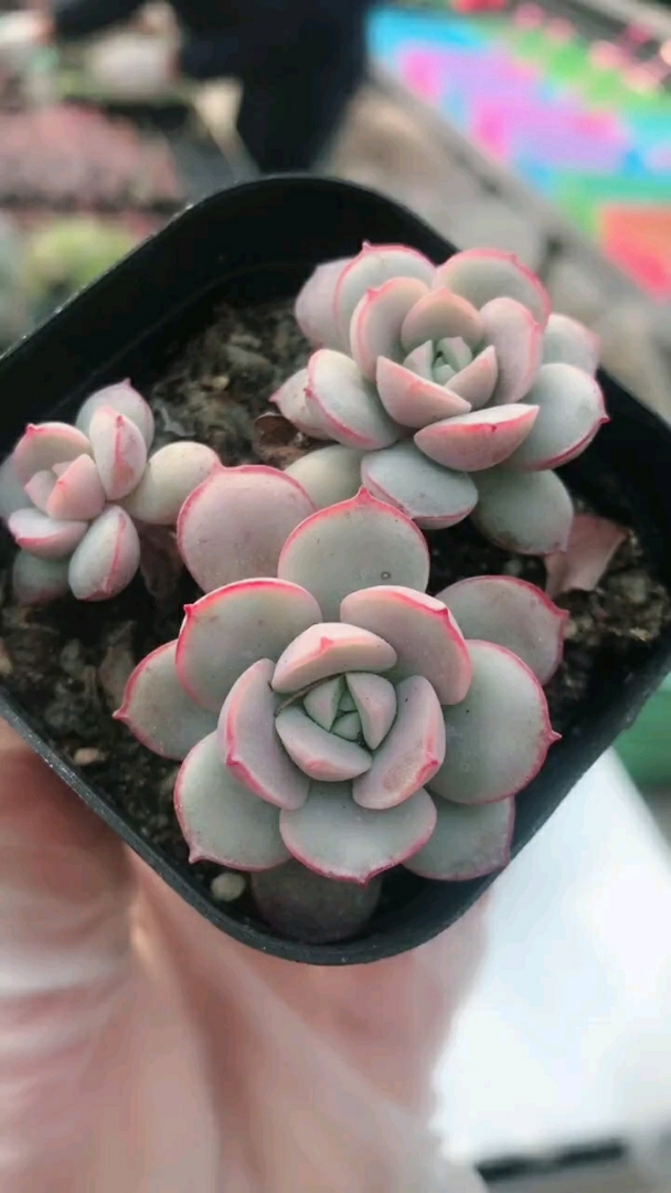 多肉植物,比利时玫瑰