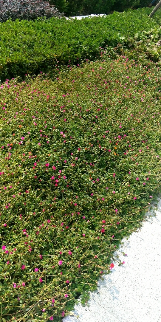 蚂蚁菜花也挺漂亮的