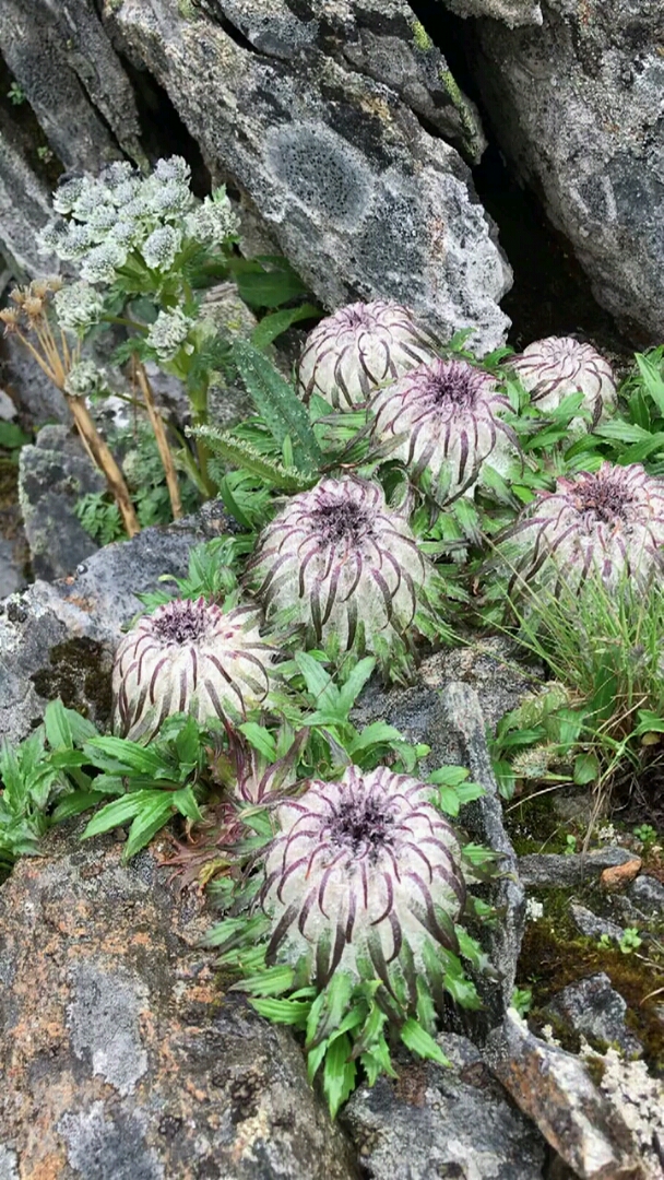 一窝雪莲花,翻山越岭,悬崖峭壁,高海拔,真不是为了看风景,视频自己拍