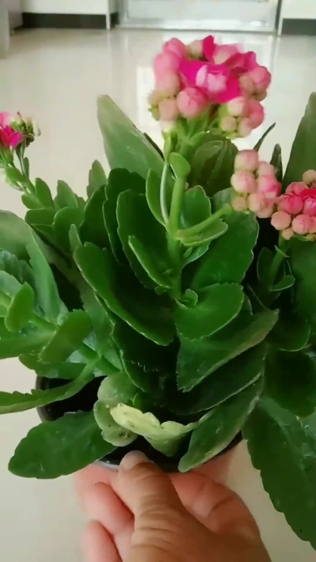 长寿花的养护牢记这些经验分享长寿花生长更旺盛