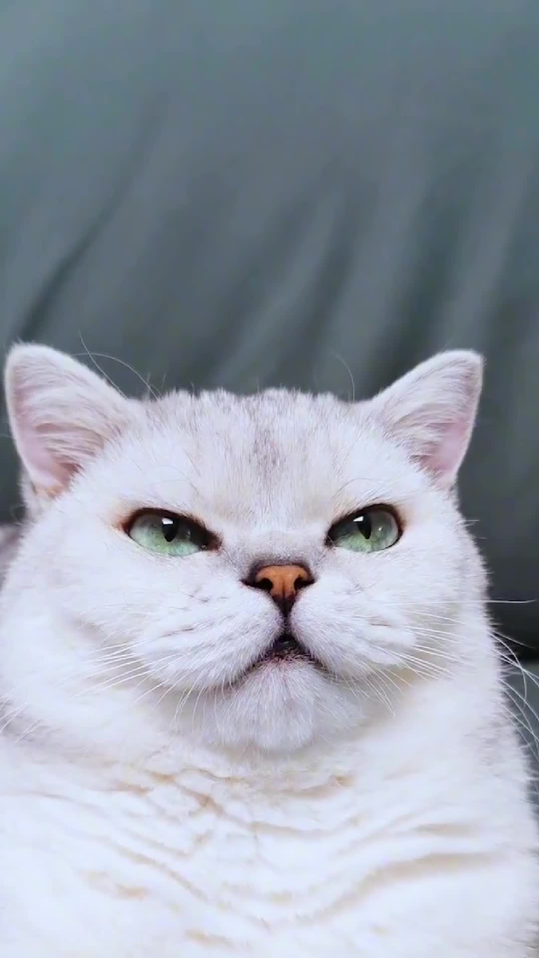 暗黑哥特风小猫咪,你见过么