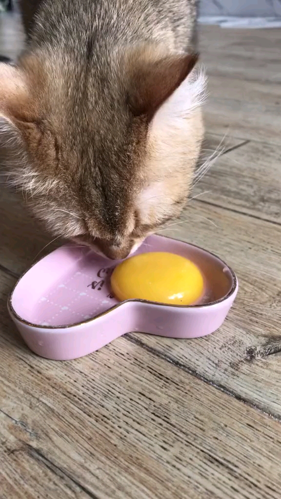 小猫猫吃鸡蛋的速度挺快的嘛