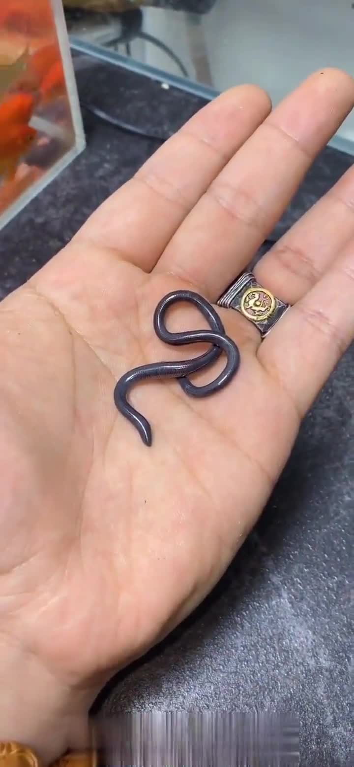 世界上最小的蛇盲蛇