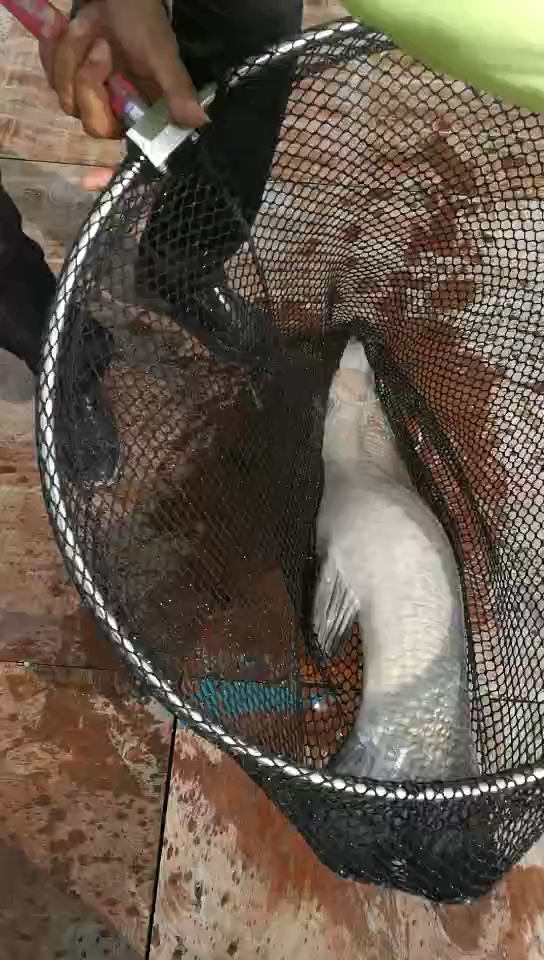 漂亮小标鱼一条.