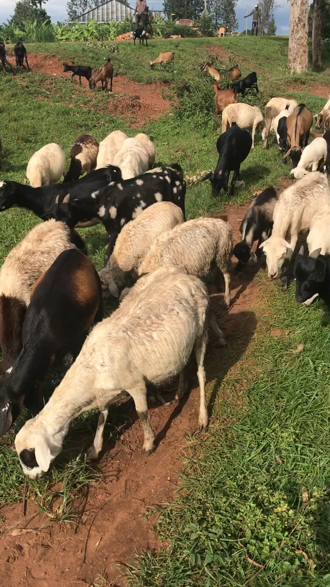 一只非洲羊只要300多rmb,来这边买羊吧