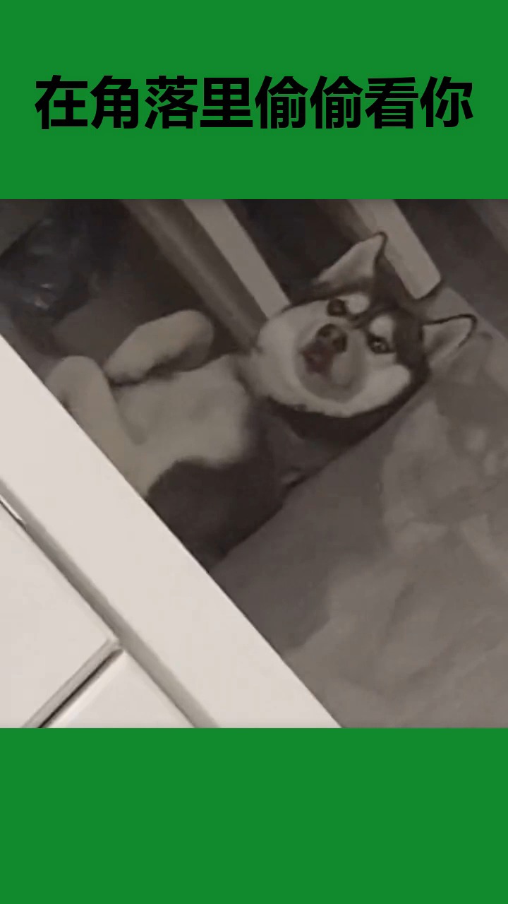 搞笑视频#在角落里偷偷看你