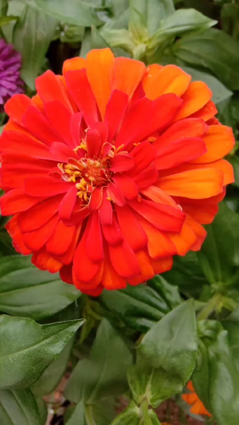 绚丽多彩的步步高花,令人陶醉!