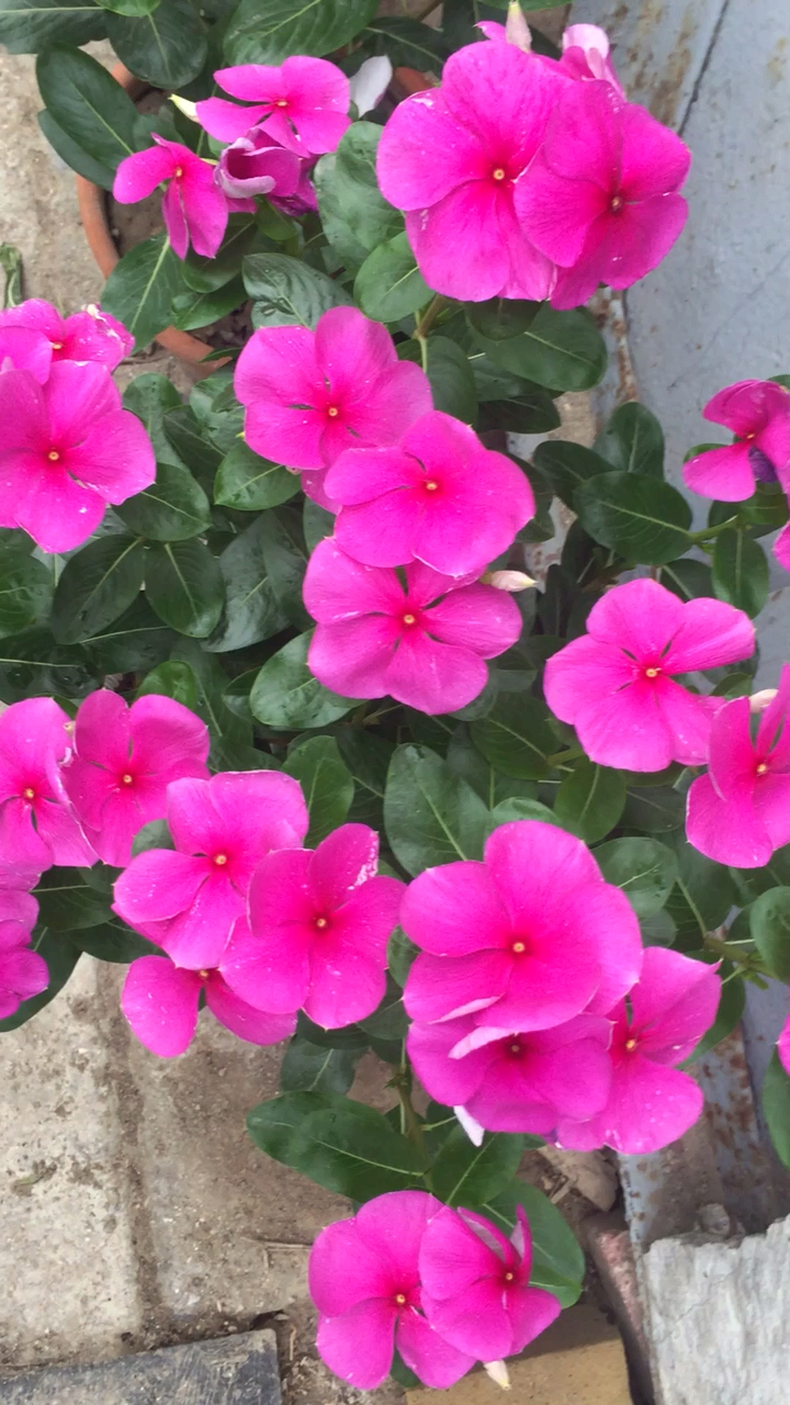 注意看!五角梅动了