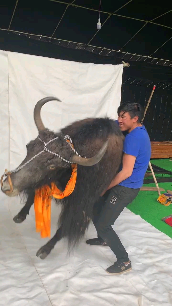 小伙子竟抱起了一头牛,神力啊!