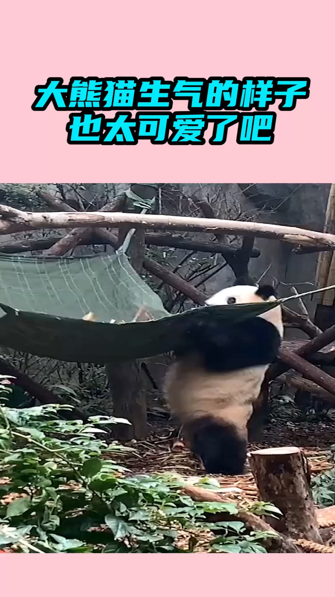 我要上热门#大熊猫生气的样子,也太可爱了吧!