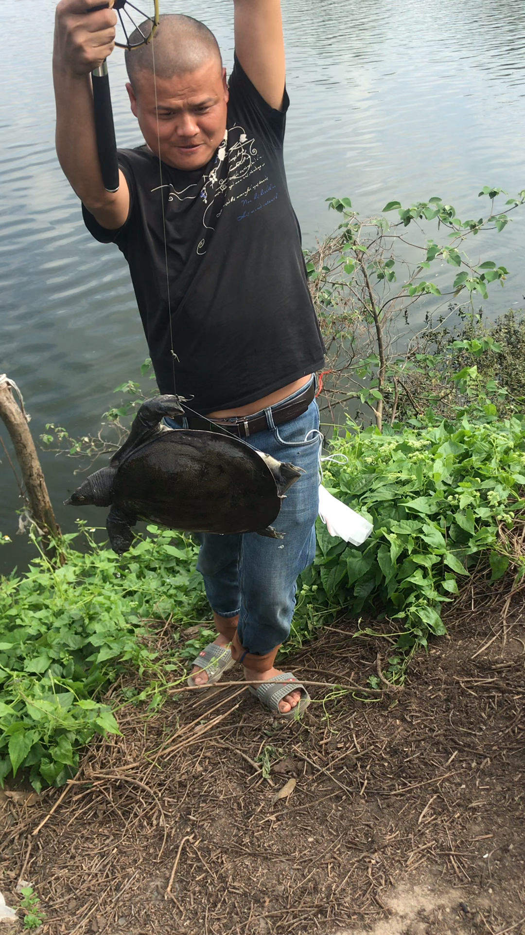 专业农民抓甲鱼