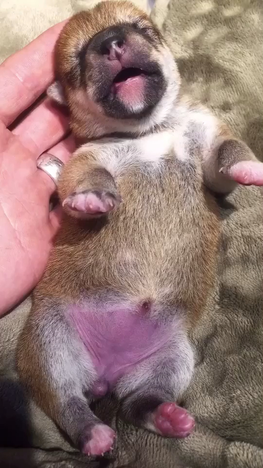 小奶狗#魔性叫声