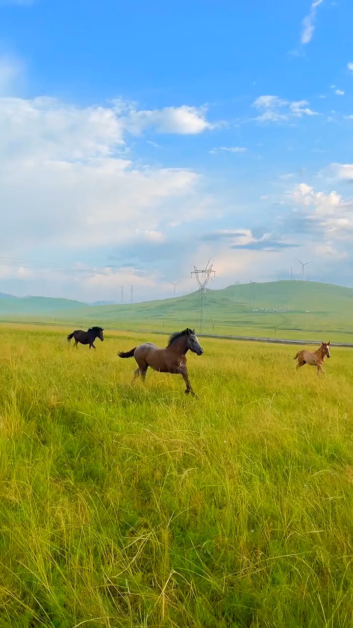 晨光微曦草色浓,小马身轻纵随风,草原,旅行,呼伦贝尔,秋天