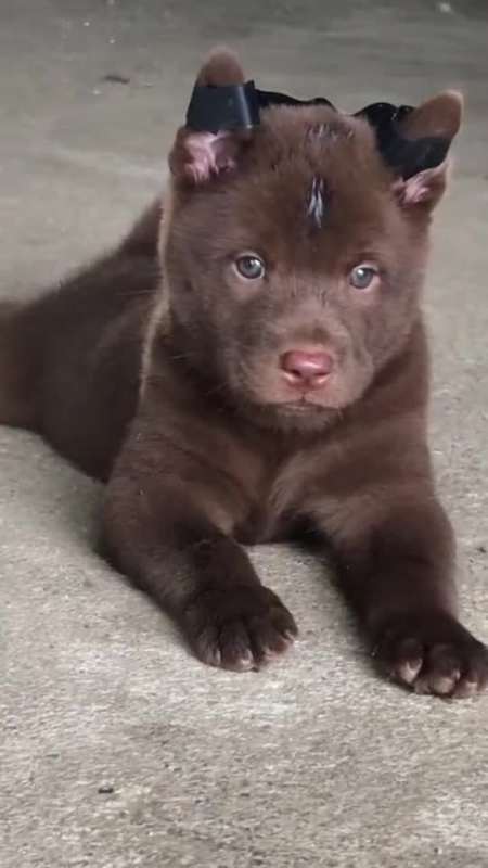 山牛红土狗,给人很神秘的感觉,远远看上去很冷酷威