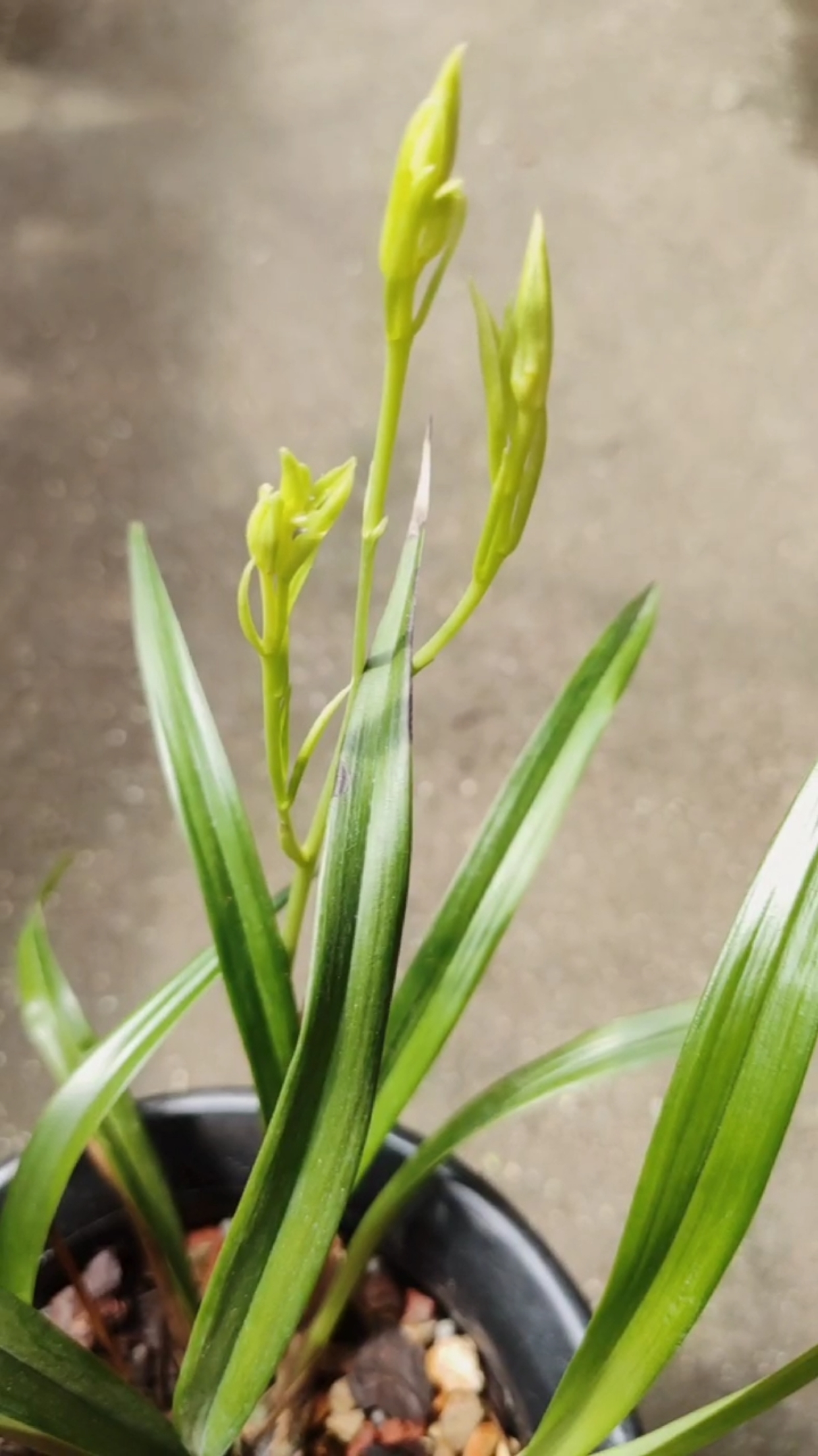 翠玉牡丹建兰奇花来花苞了喜欢的兰友双击加关注