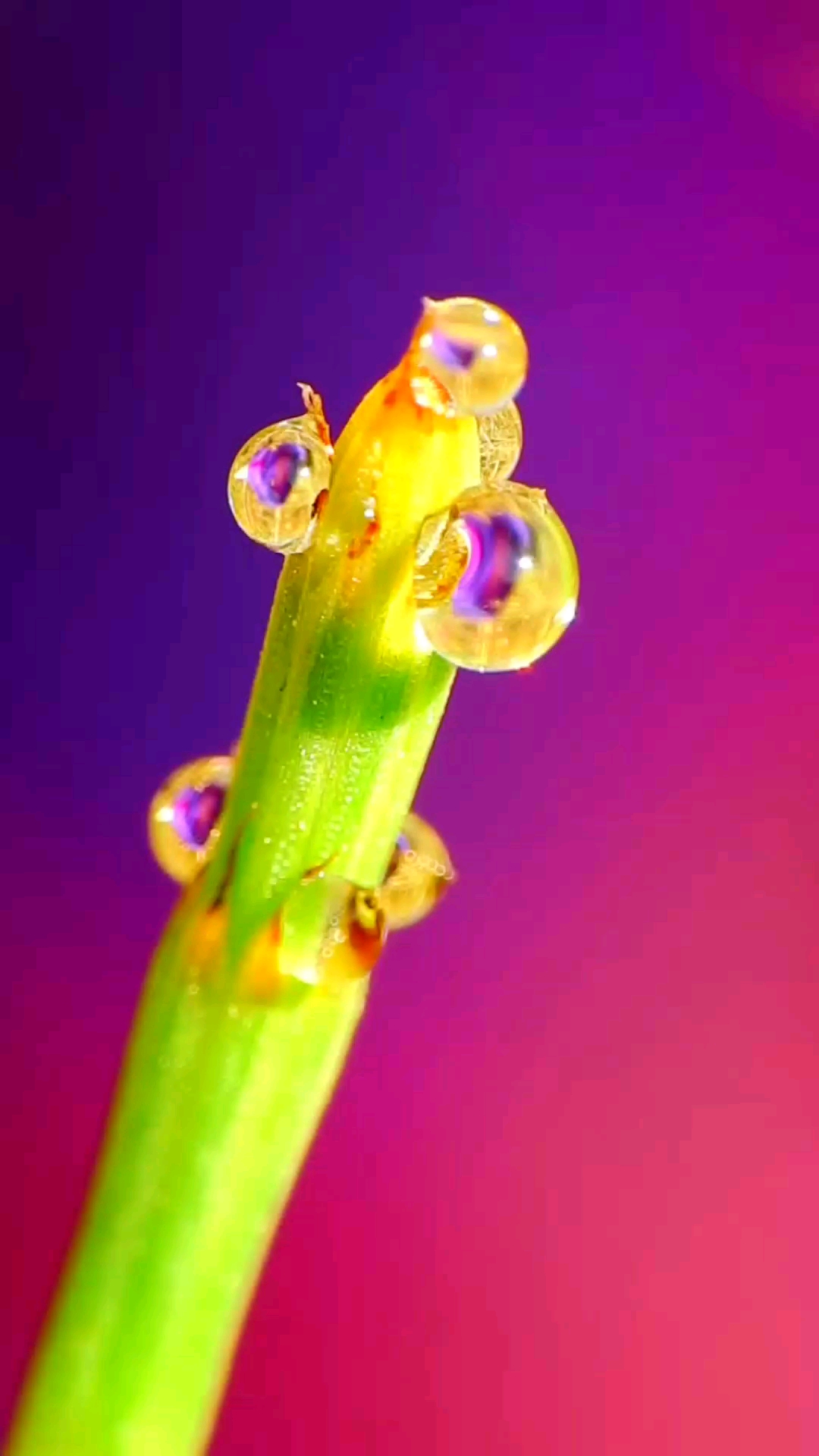 露珠的蒸发过程,拍摄30分钟