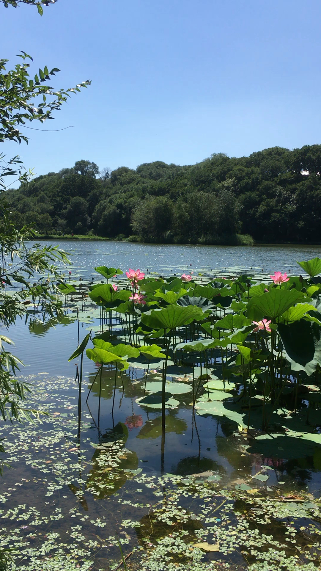 净月潭公园荷花垂柳园