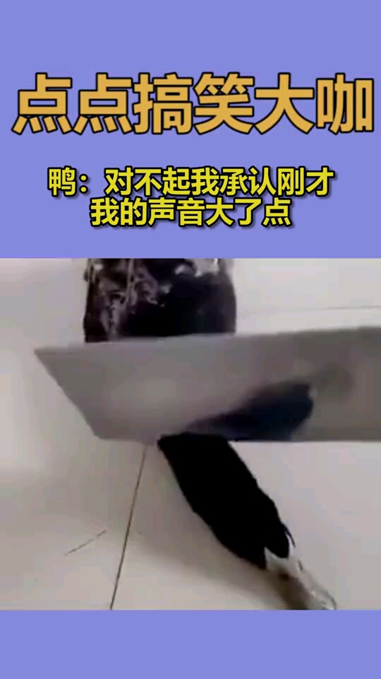 鸭:对不起,我承认刚才我的声音大了点