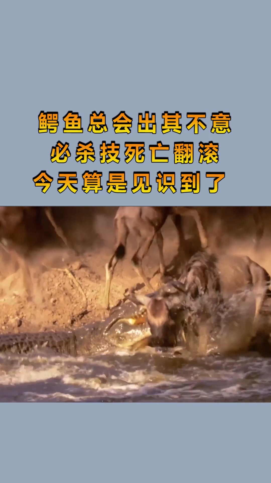 鳄鱼总会出其不意,必杀技死亡翻滚,今天算是见识到了!