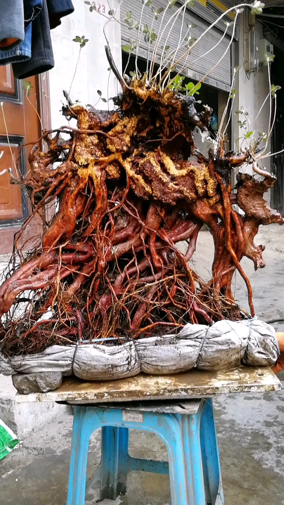 极品大提根,牛货映山红