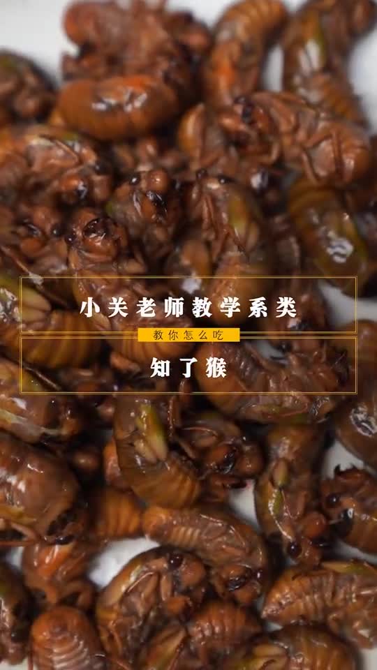 这期来个当季节食物知了猴别名金蝉口感酥脆脆感觉屏幕前你敢不敢吃