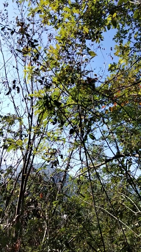 全民好物节#不错的蜂路