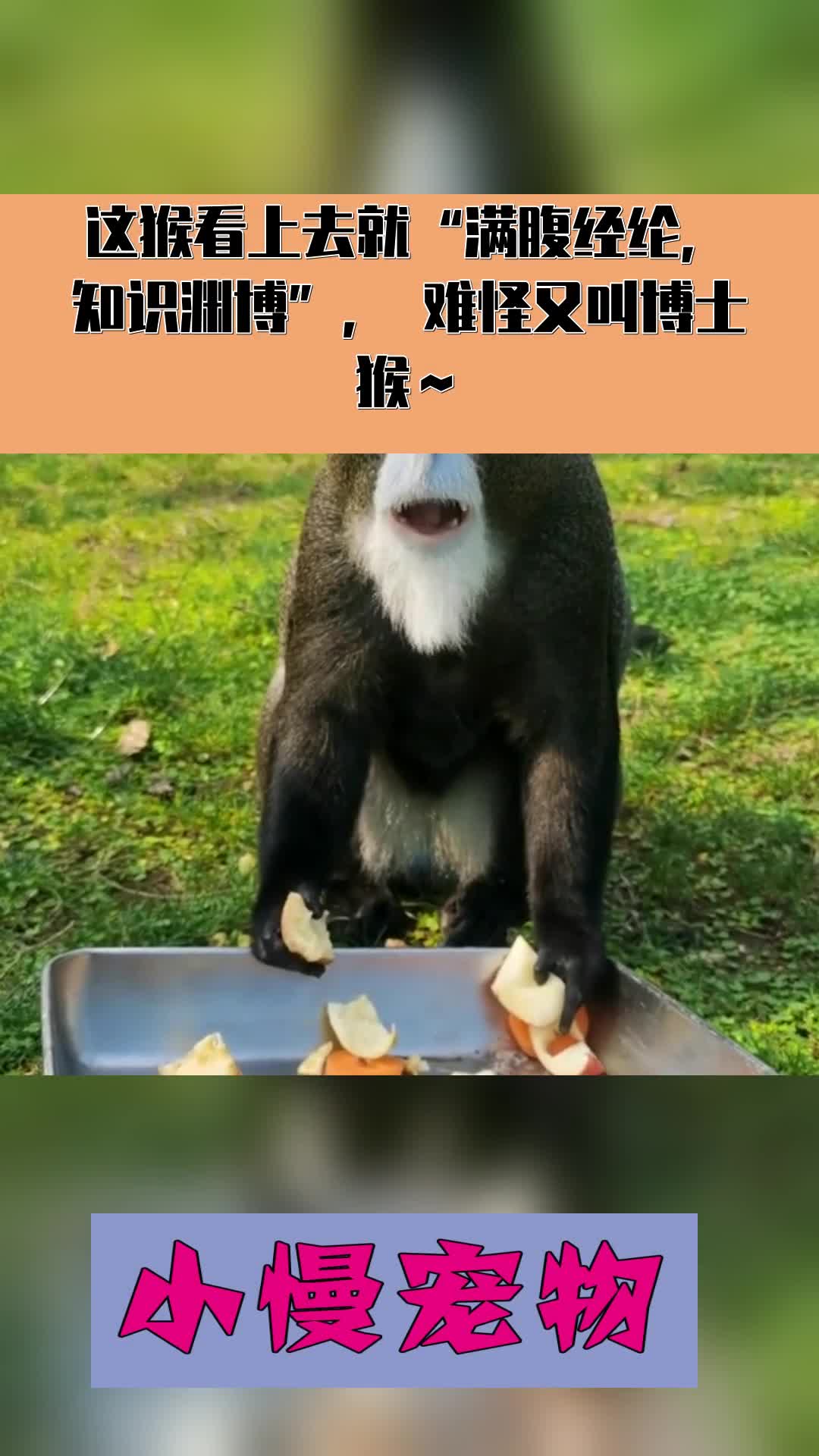 这猴看上去就"满腹经纶,知识渊博",难怪又叫博士猴～-度小视